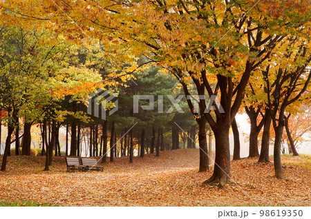 韓国ソウル・秋の公園の風景 韓国ソウル・秋の公園の風景 98619350