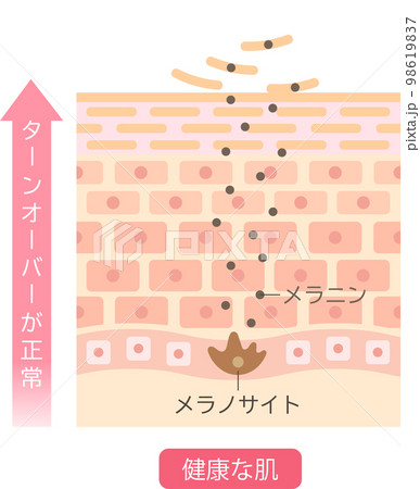 肌のターンオーバー 細胞と断面図 肌のターンオーバー 細胞と断面図 98619837