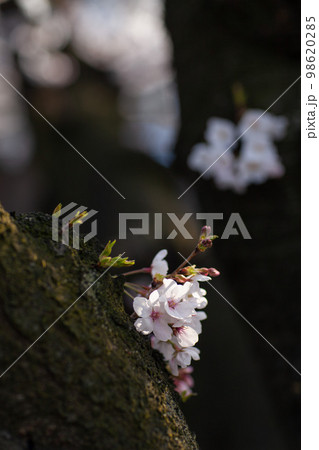 大阪 夕日丘界隈の桜 大阪 夕日丘界隈の桜 98620285