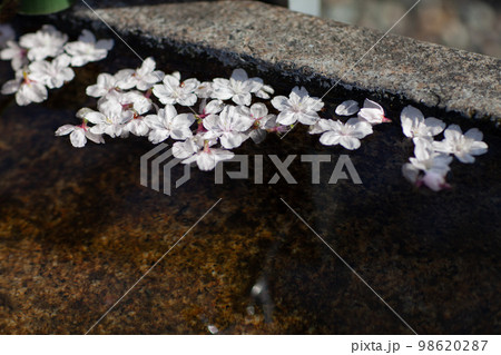 大阪　夕日丘界隈の桜 98620287