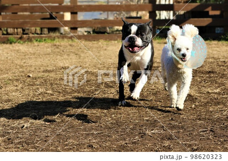 ドックランで競走するボストンテリアのマイティとエリザベスカラーを付けて頑張るトイプードルのベイリー ドックランで競走するボストンテリアのマイティとエリザベスカラーを付けて頑張るトイプードルのベイリー 98620323