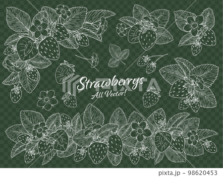 Strawberry line drawing vector illustration set white line 98620453