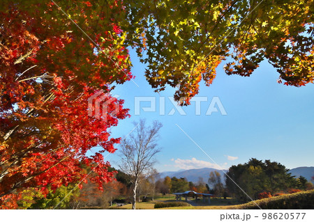 カエデ　紅葉 98620577
