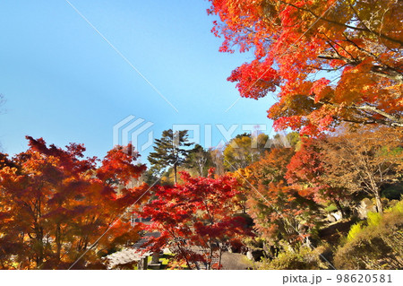 カエデ　紅葉 98620581
