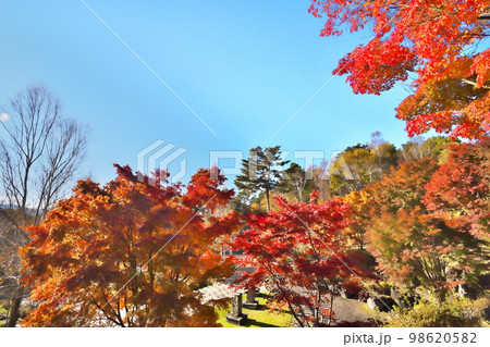 カエデ　紅葉 98620582