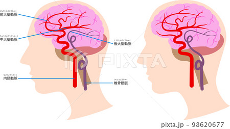 脳内の血管の図解 98620677