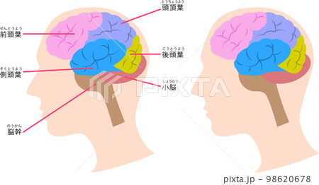脳の構造の図解 98620678