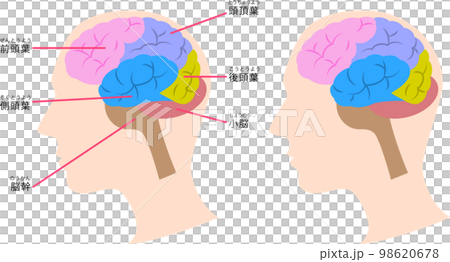脳の構造の図解 98620678