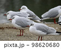 公園の水鳥 98620680