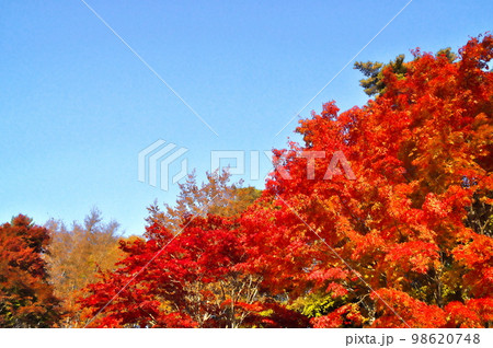 カエデ 紅葉 カエデ 紅葉 98620748