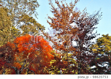 カエデ 紅葉 カエデ 紅葉 98620753
