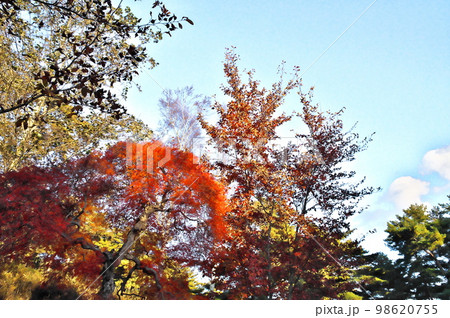 カエデ 紅葉 カエデ 紅葉 98620755