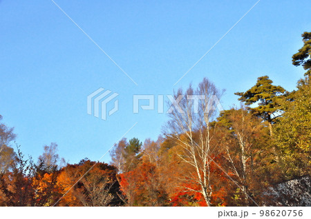 カエデ 紅葉 カエデ 紅葉 98620756