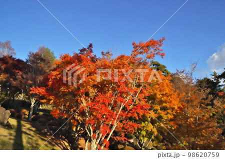 カエデ 紅葉 カエデ 紅葉 98620759