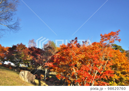 カエデ 紅葉 カエデ 紅葉 98620760
