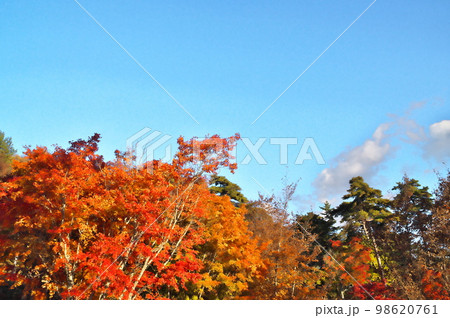 カエデ 紅葉 カエデ 紅葉 98620761