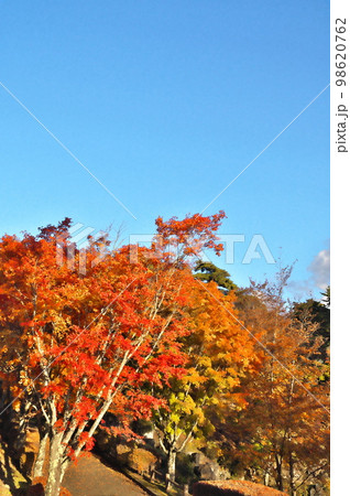 カエデ 紅葉 カエデ 紅葉 98620762
