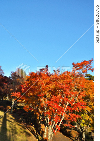 カエデ 紅葉 カエデ 紅葉 98620765