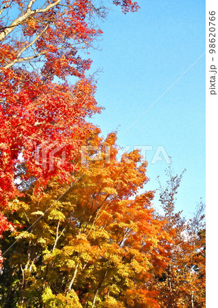 カエデ 紅葉 カエデ 紅葉 98620766