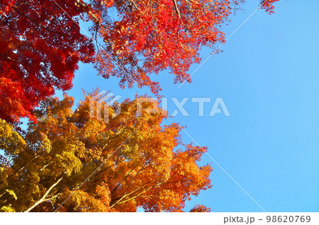 カエデ 紅葉 カエデ 紅葉 98620769