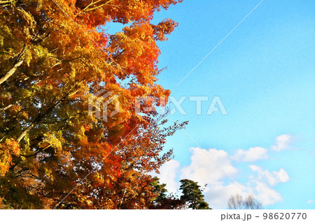 カエデ 紅葉 カエデ 紅葉 98620770