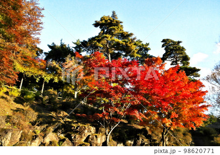 カエデ 紅葉 カエデ 紅葉 98620771