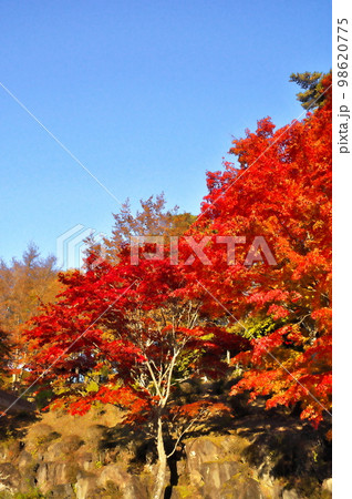 カエデ 紅葉 カエデ 紅葉 98620775