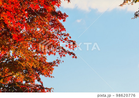 カエデ 紅葉 カエデ 紅葉 98620776