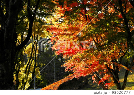 カエデ　紅葉 98620777