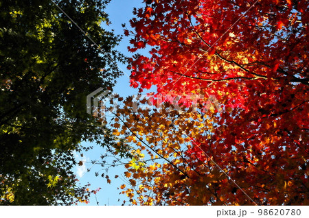 カエデ　紅葉 98620780