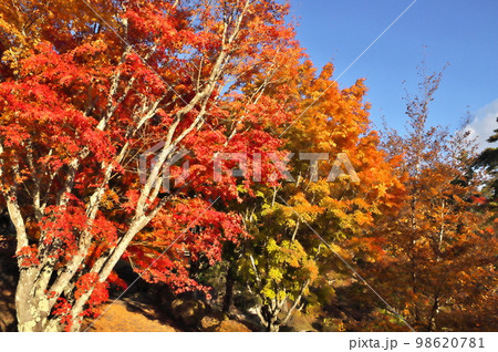 カエデ 紅葉 カエデ 紅葉 98620781