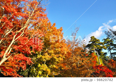 カエデ 紅葉 カエデ 紅葉 98620782