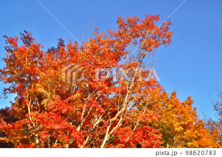 カエデ 紅葉 カエデ 紅葉 98620783