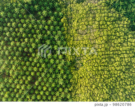 Top view aerial shot of the palm grove with green trees forest,palm grove and shadows from palm trees,Amazing nature trees background 98620786