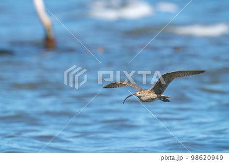 海を背景に飛翔するホウロクシギ 海を背景に飛翔するホウロクシギ 98620949