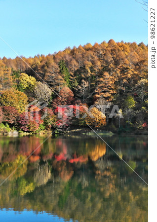 紅葉　カエデ　池 98621227