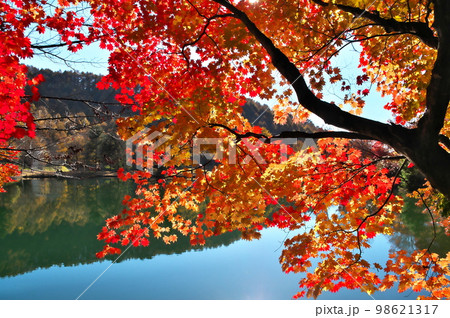 紅葉 カエデ 池 紅葉 カエデ 池 98621317