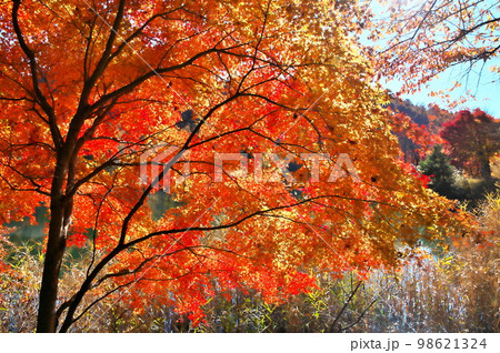 紅葉 カエデ 池 紅葉 カエデ 池 98621324
