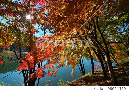 紅葉　カエデ　池 98621560