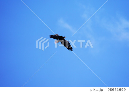 大空に優雅に飛翔するオオワシ 大空に優雅に飛翔するオオワシ 98621699