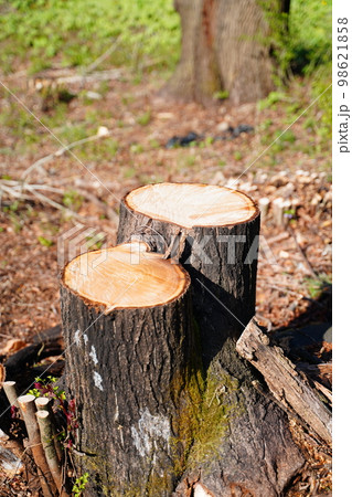 森林　伐採　開発　別荘 98621858