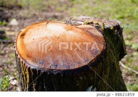 森林　伐採　開発　別荘 98621859