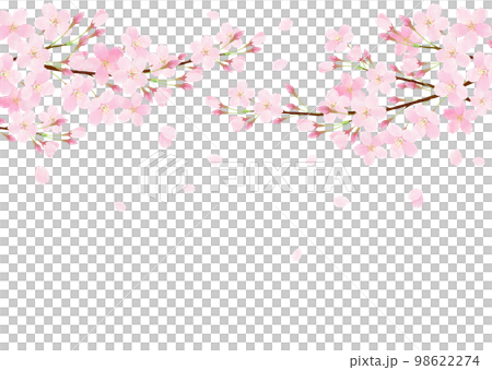 白バックの桜の水彩タッチのベクターイラスト背景 98622274