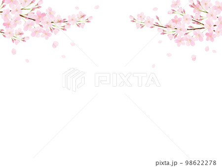 白バックの桜の水彩タッチのベクターイラスト 98622278