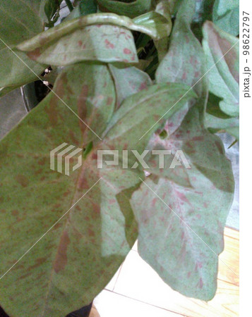 シンゴニウム　シンゴジューム　シンゴニューム 98622797