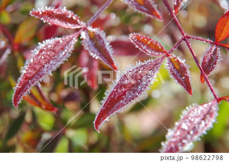 霜のおりた南天の葉 98622798