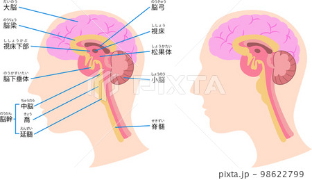 脳の構造の図解 98622799