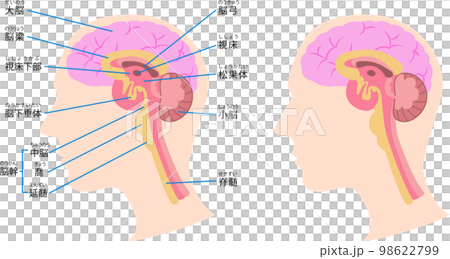 脳の構造の図解 98622799