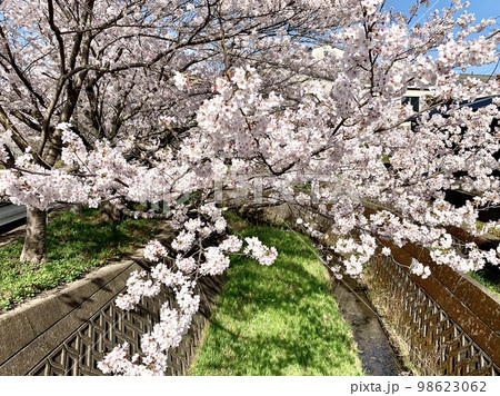 満開の桜の木〈愛知県額田郡幸田町〉 98623062