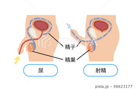 射精 男性生殖器 射精のしくみ ベクターイラストのイラスト素材 [98623177] - PIXTA